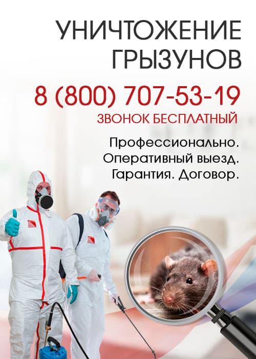 Уничтожение крыс в Путилково