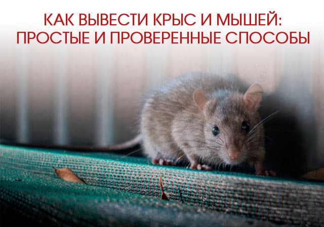 Как вывести крыс и мышей в Путилково: простые и проверенные способы