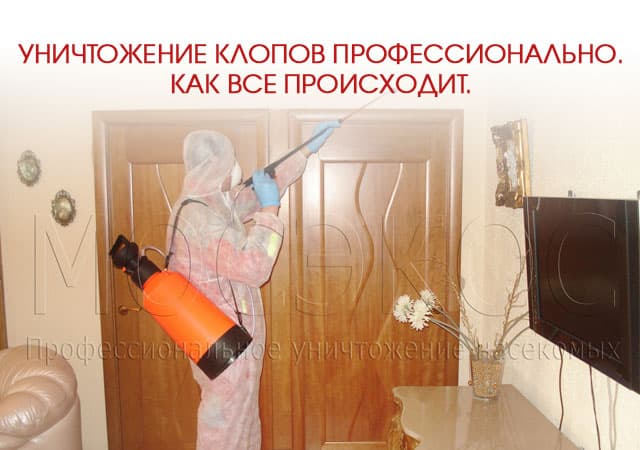 Уничтожение клопов профессионально в Путилково