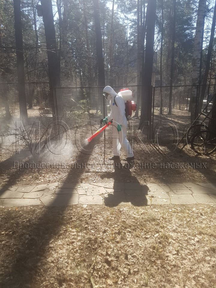Уничтожение клещей на участке в Путилково