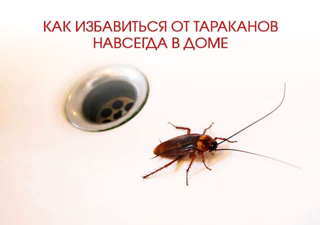Как избавиться от тараканов в доме в Путилково
