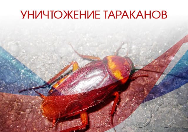 Уничтожение тараканов в Путилково