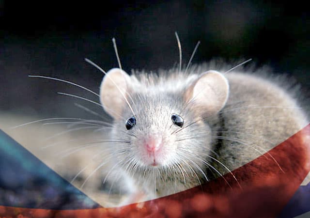 Уничтожение мышей в Путилково