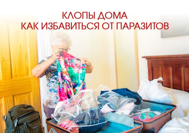 Клопы дома: как избавиться от паразитов в Путилково